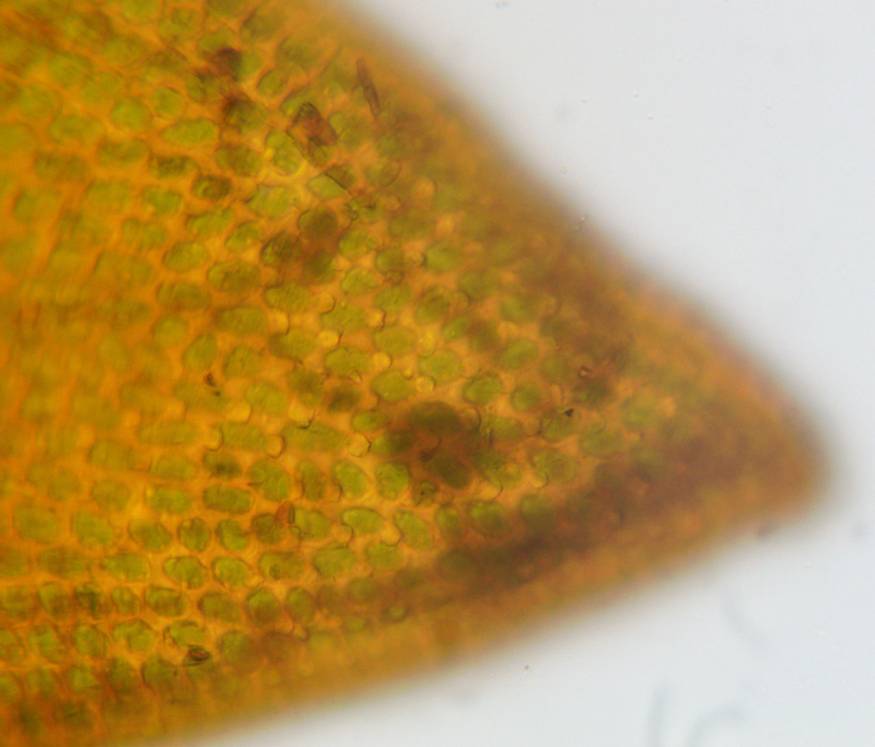 Andreaea rupestris